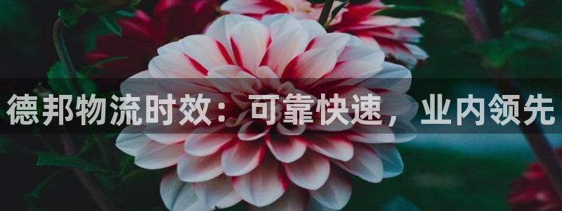28圈预测网