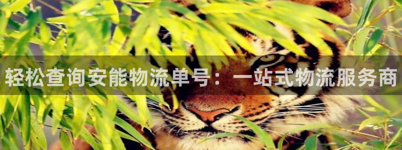 28圈链接：轻松查询安能物流单号：一